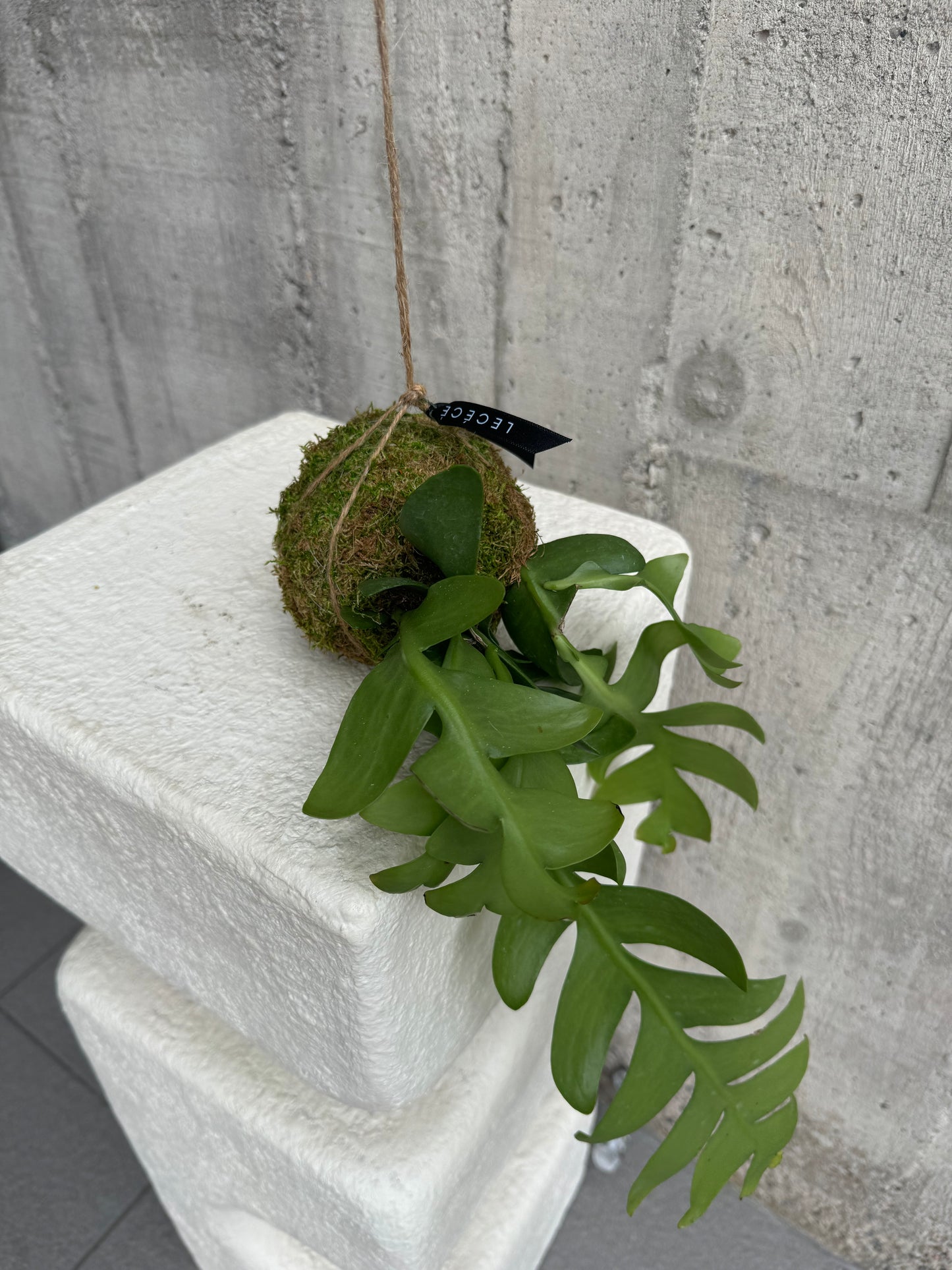 Shark Pin Hanging Moss Ball