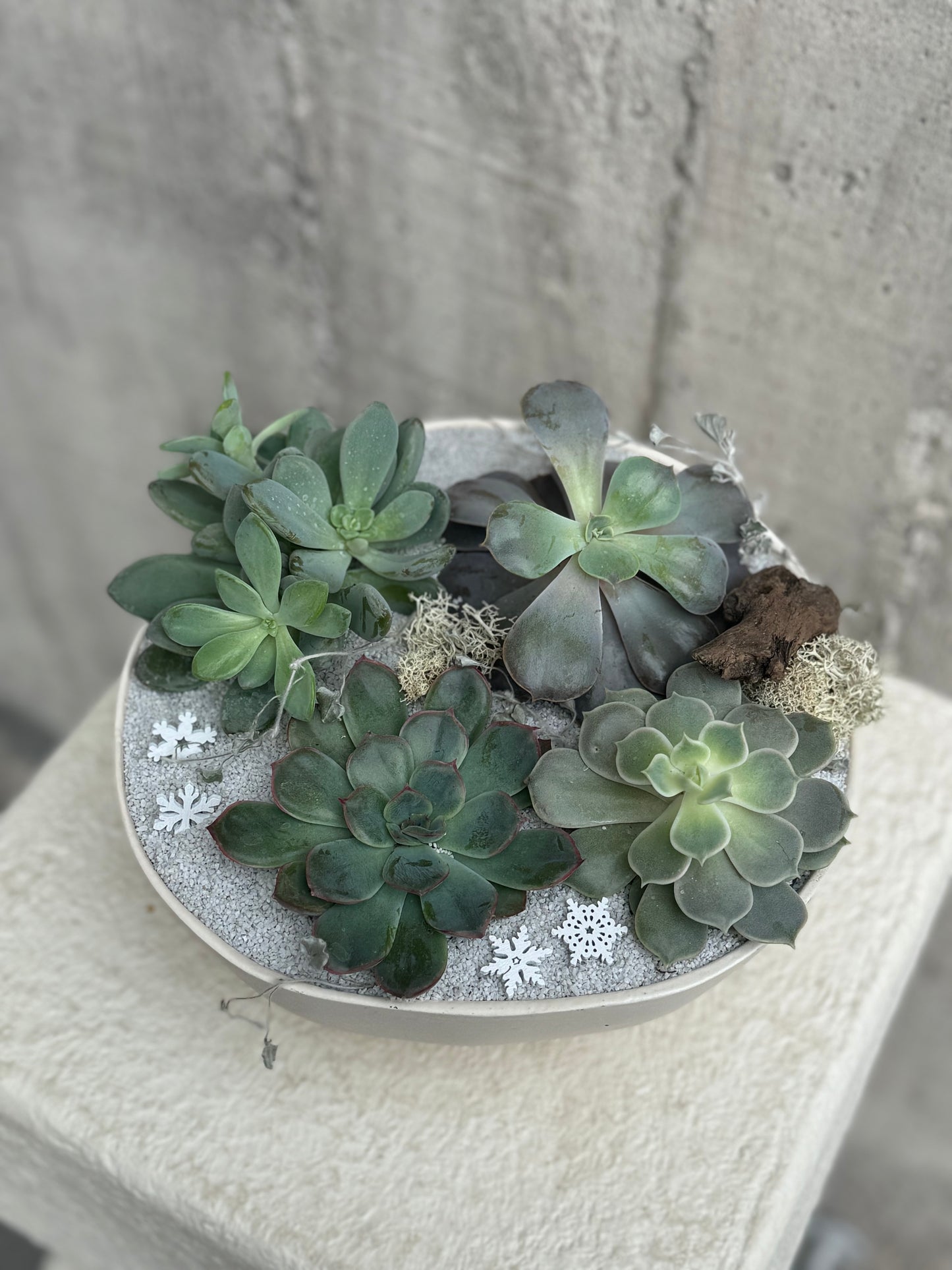 Succulent Bowl