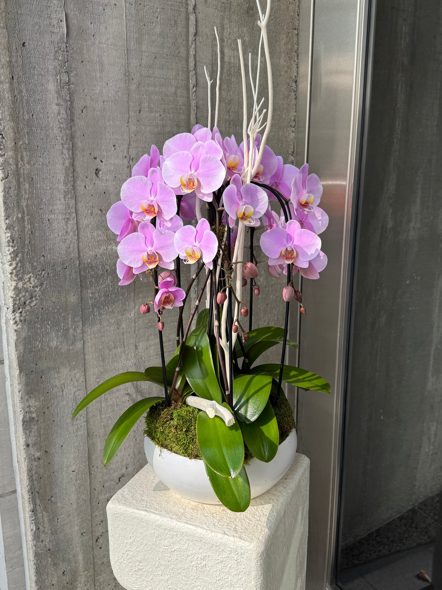 Violet Breeze