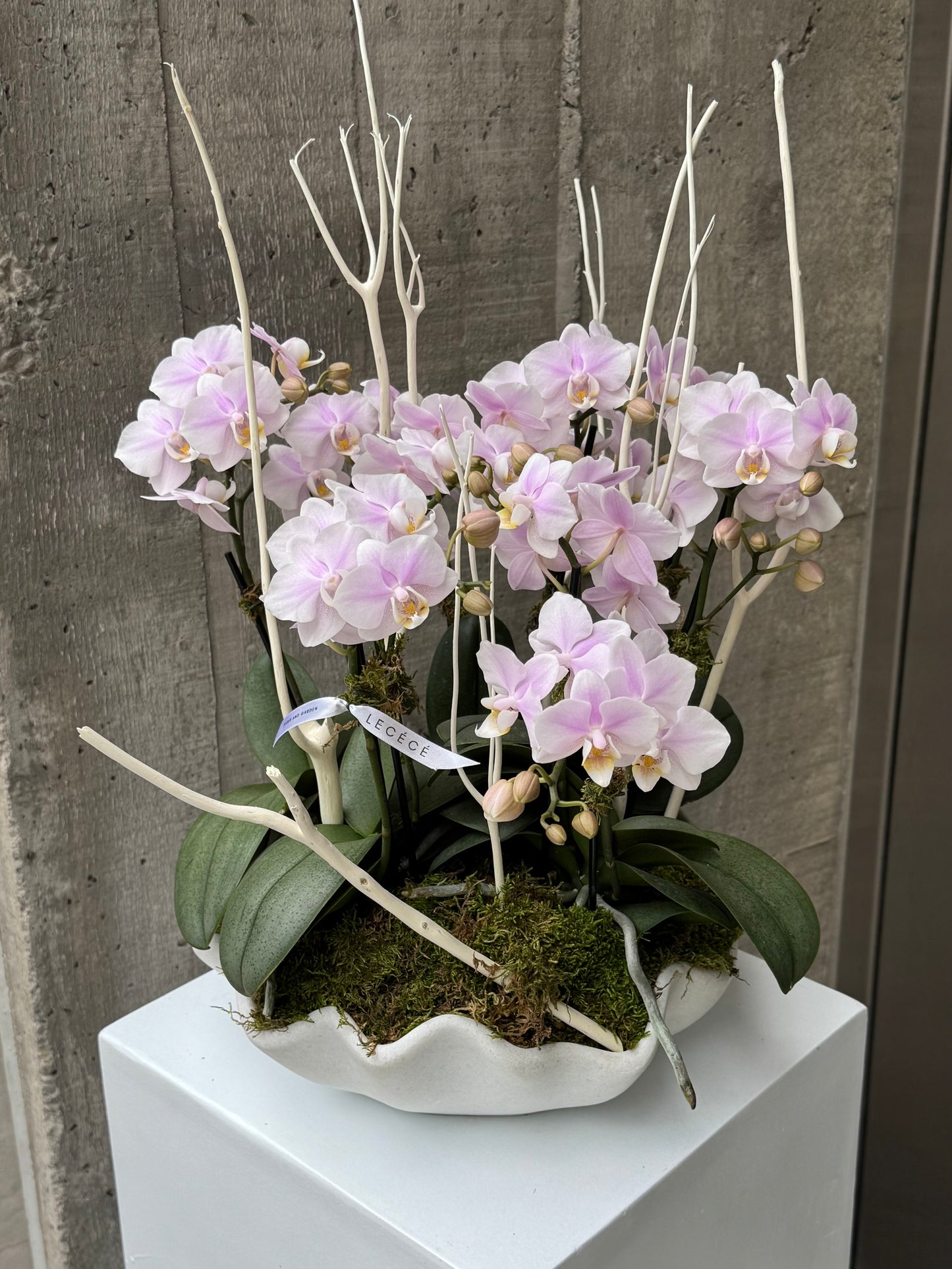 Shell Whisper (Fragrant)