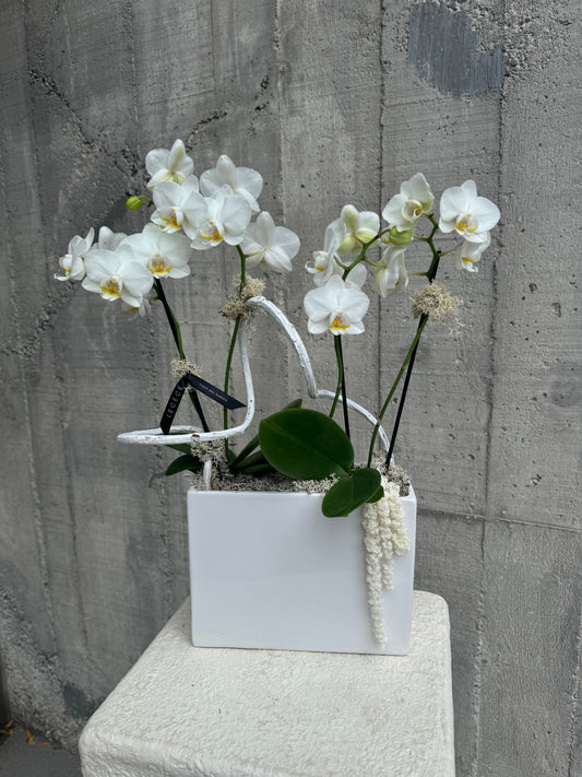 Orchid Cube
