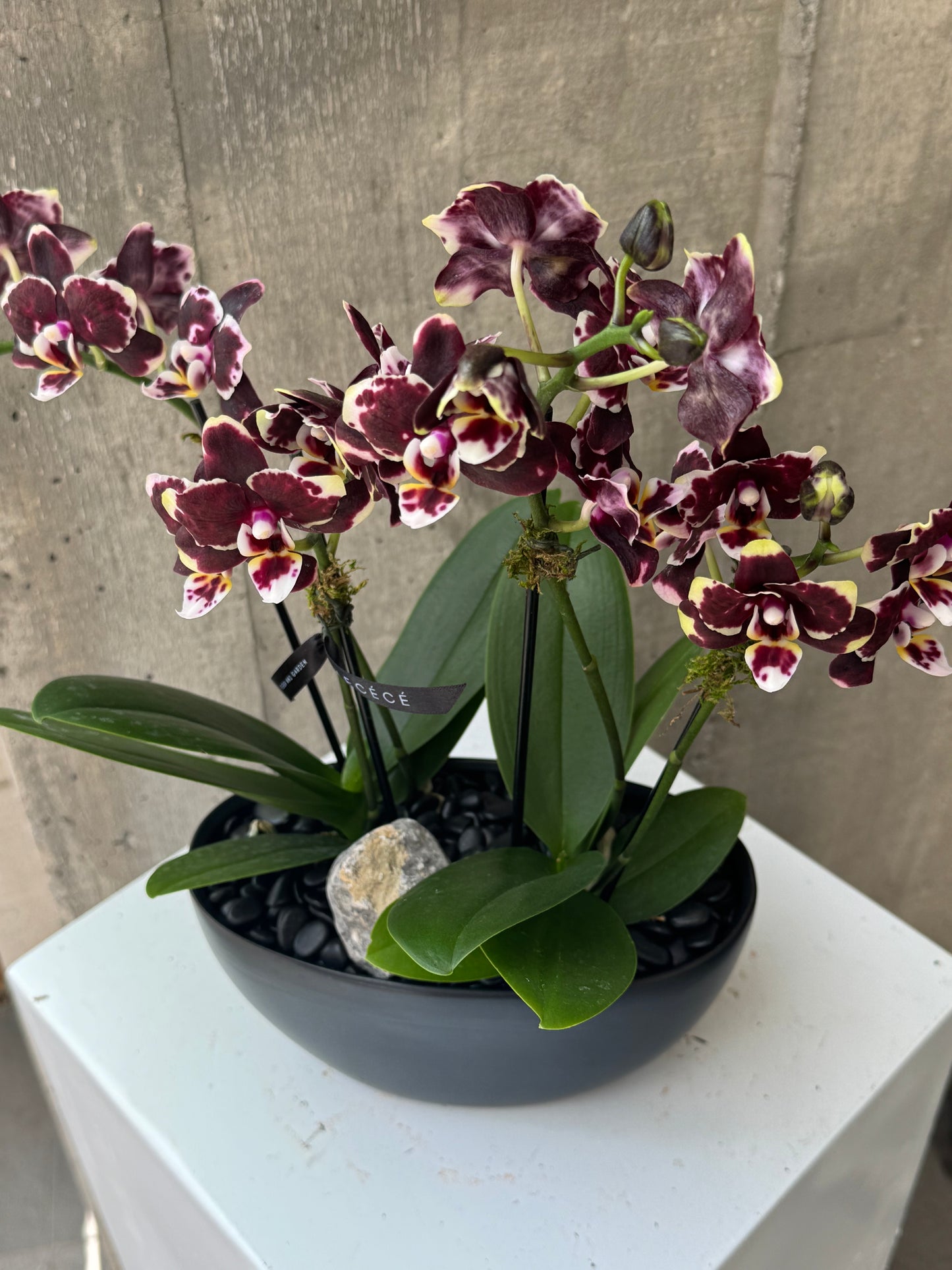 Moonlit Burgundy