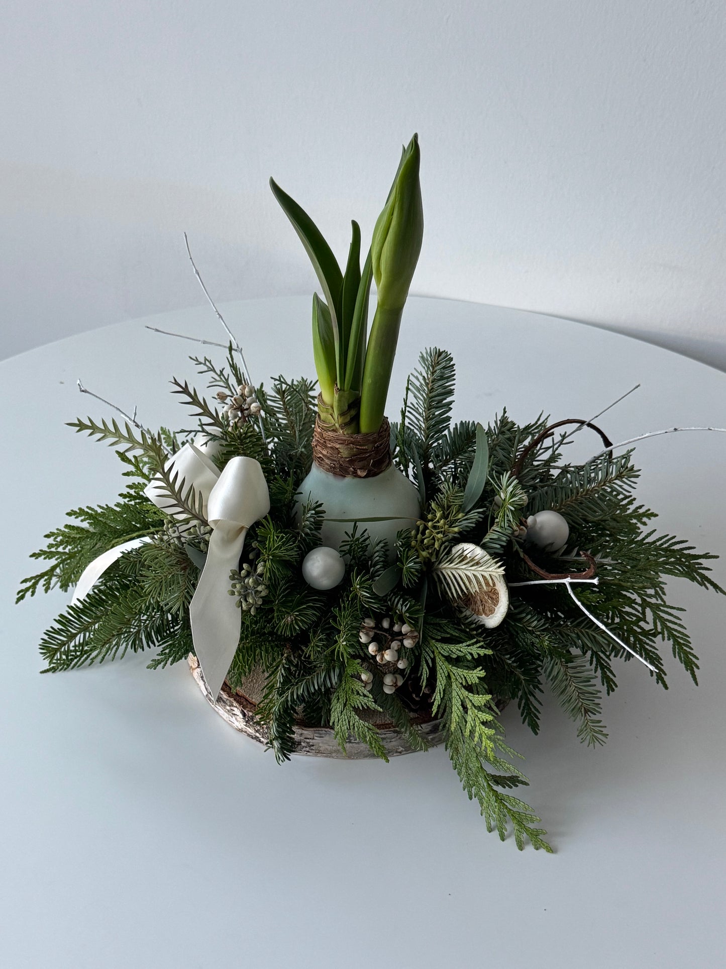 Waxed Amaryllis Garden