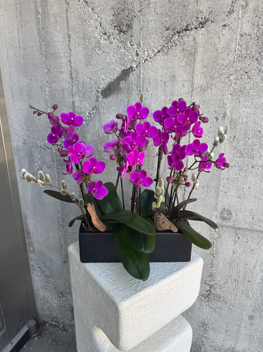 Violet Box