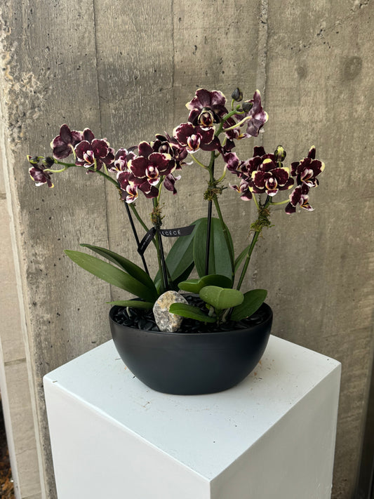 Moonlit Burgundy