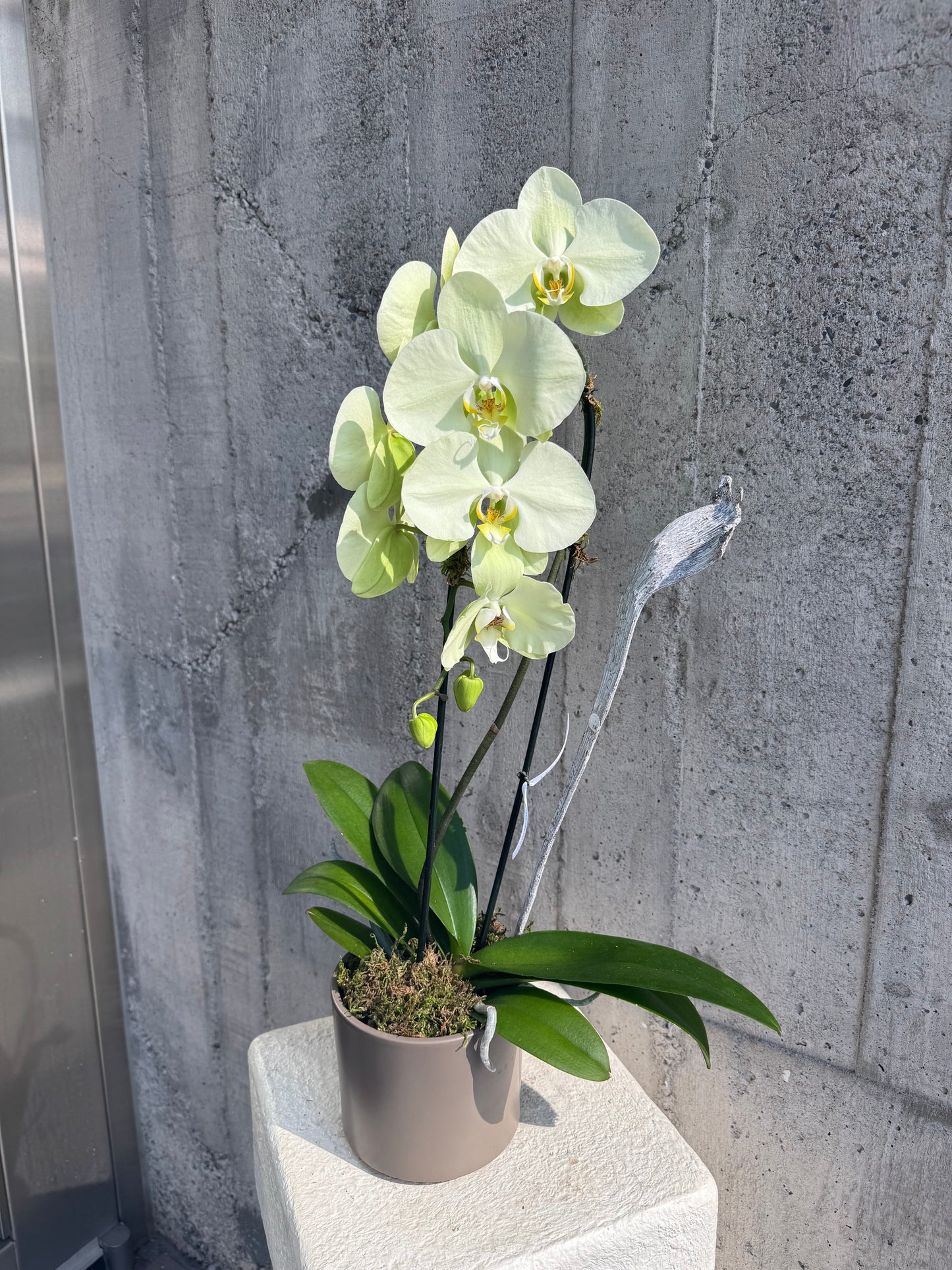 Cascading Single Orchids in Color