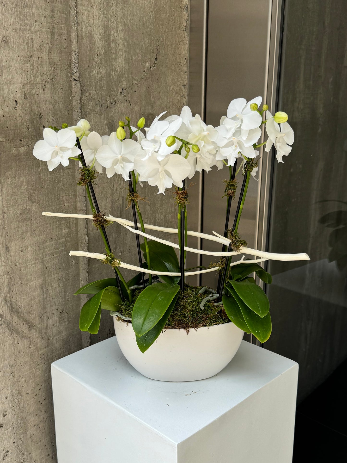 Serene Branch