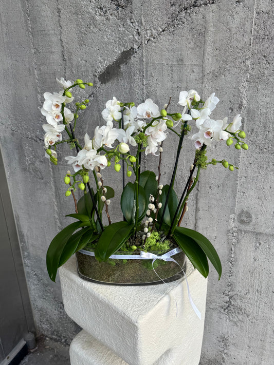 Dove Mini Orchids