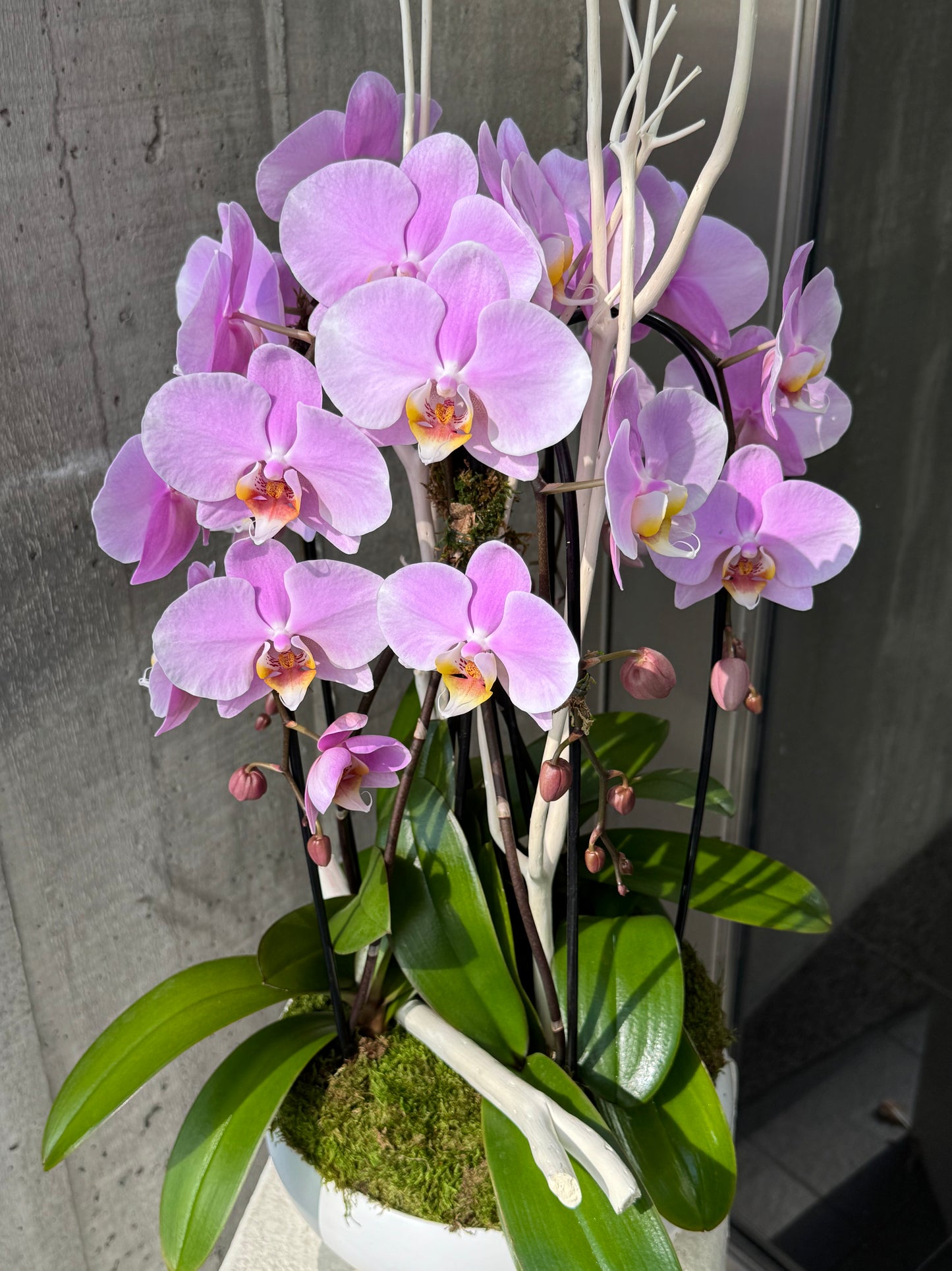 Violet Breeze