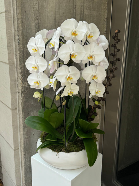 White Grace