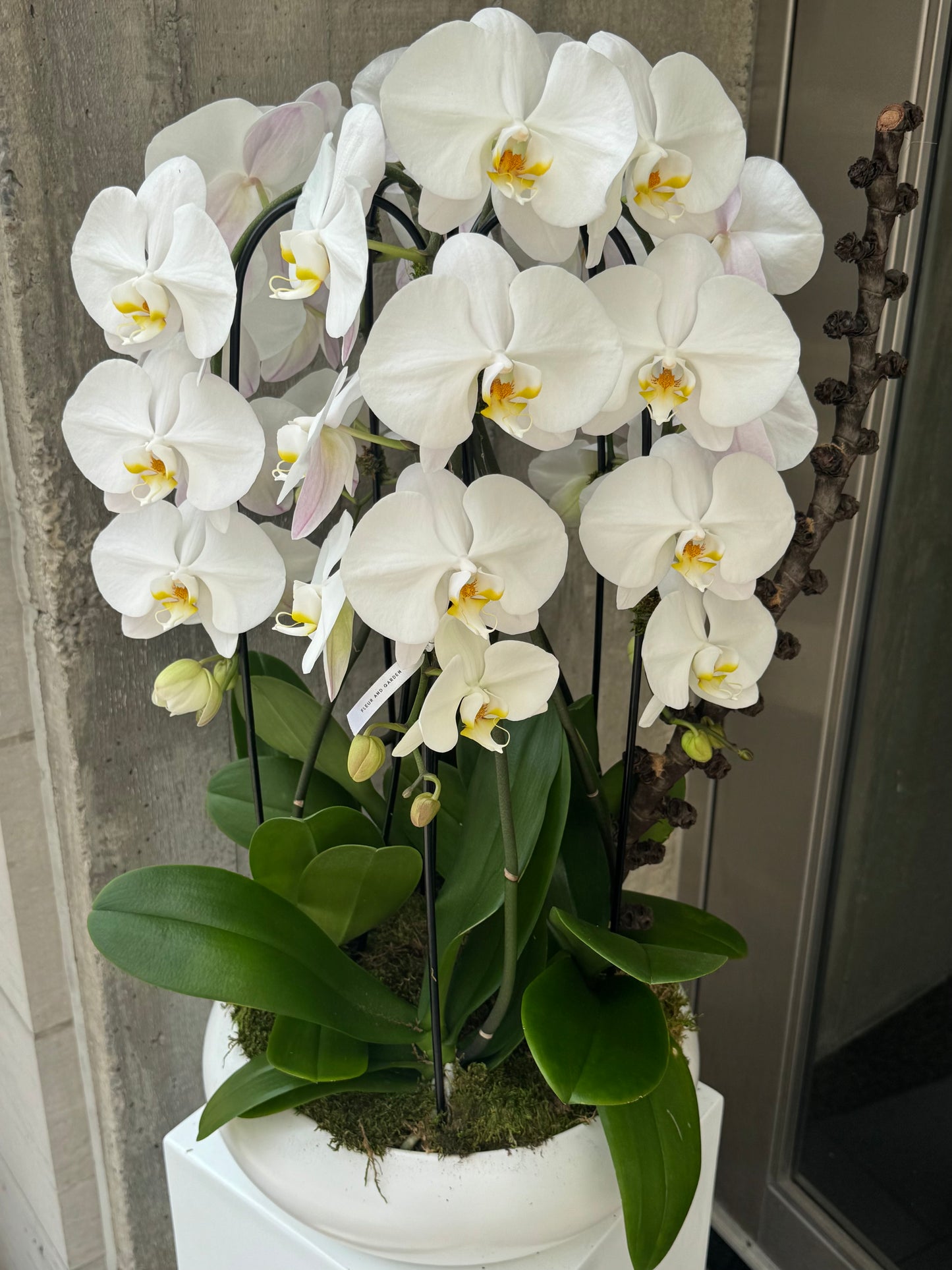White Grace