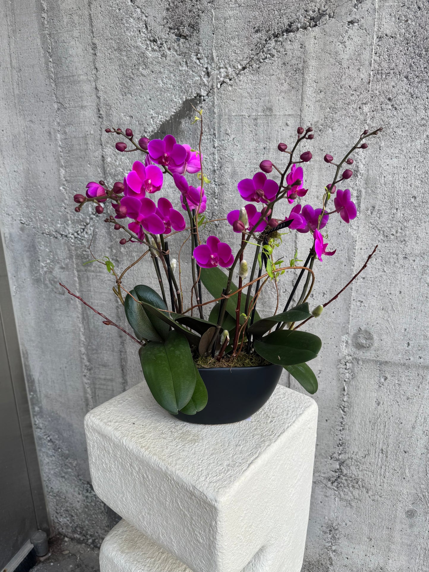 Royal Violet