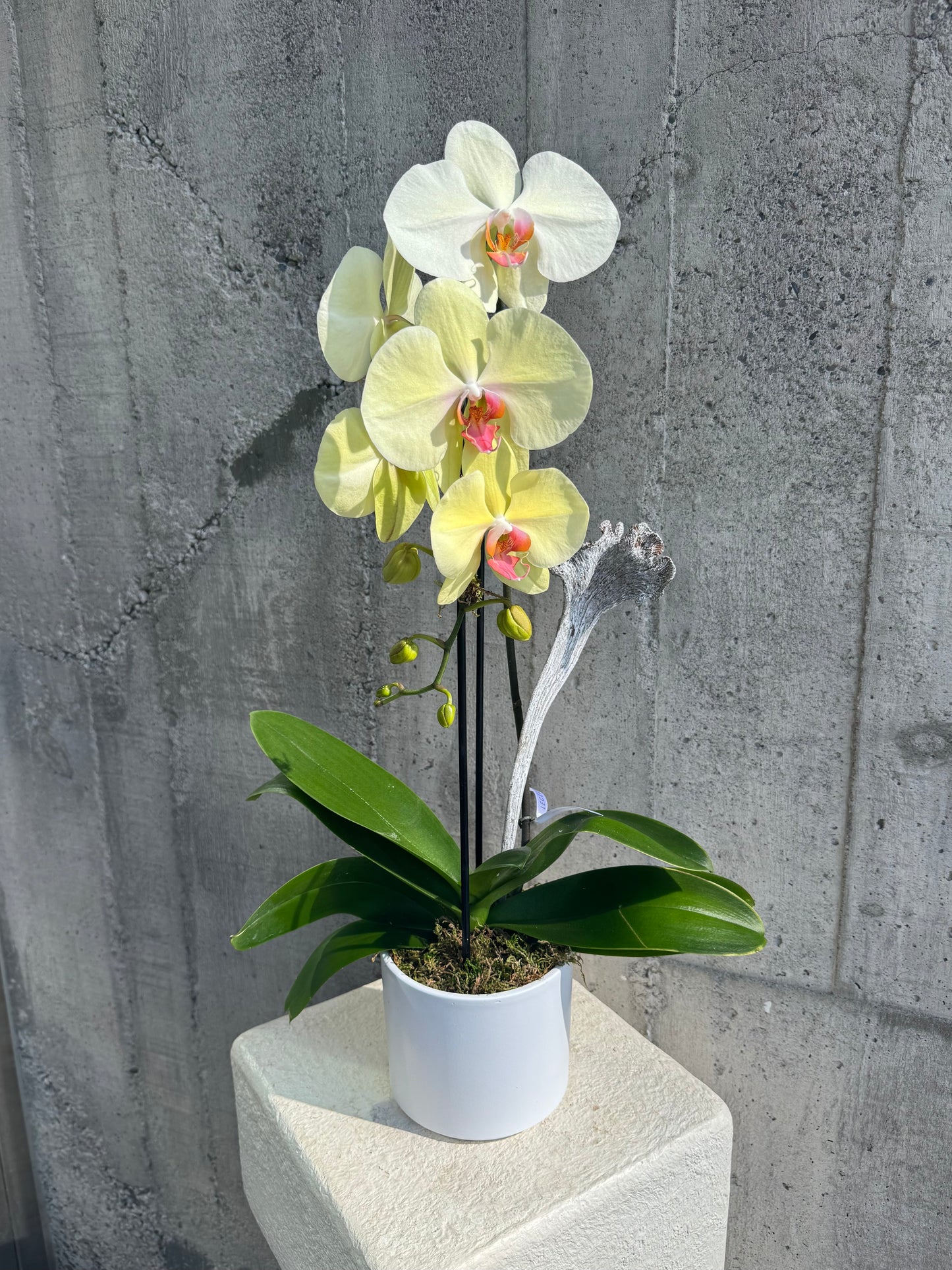 Cascading Single Orchids in Color