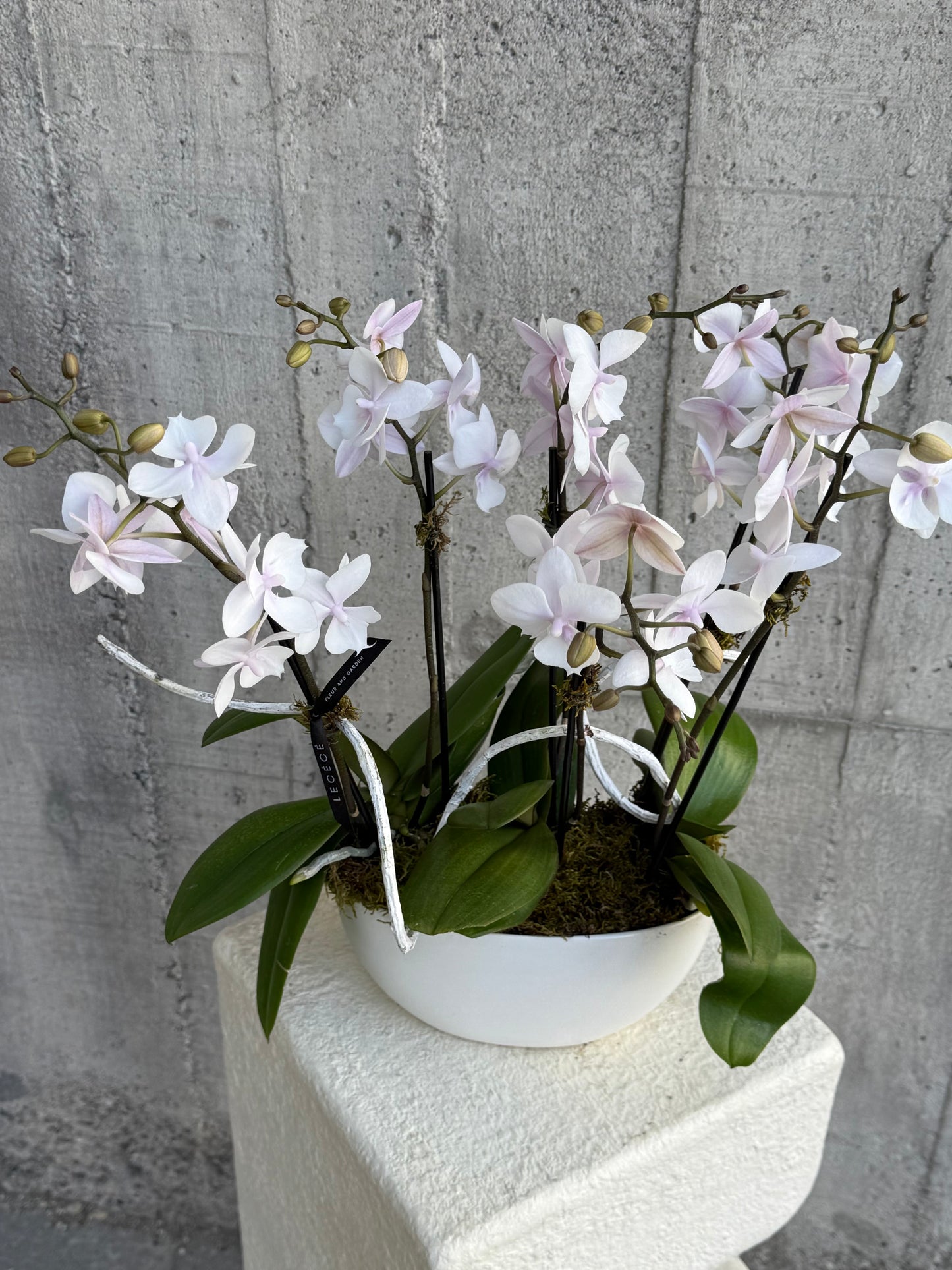 Blush Form
