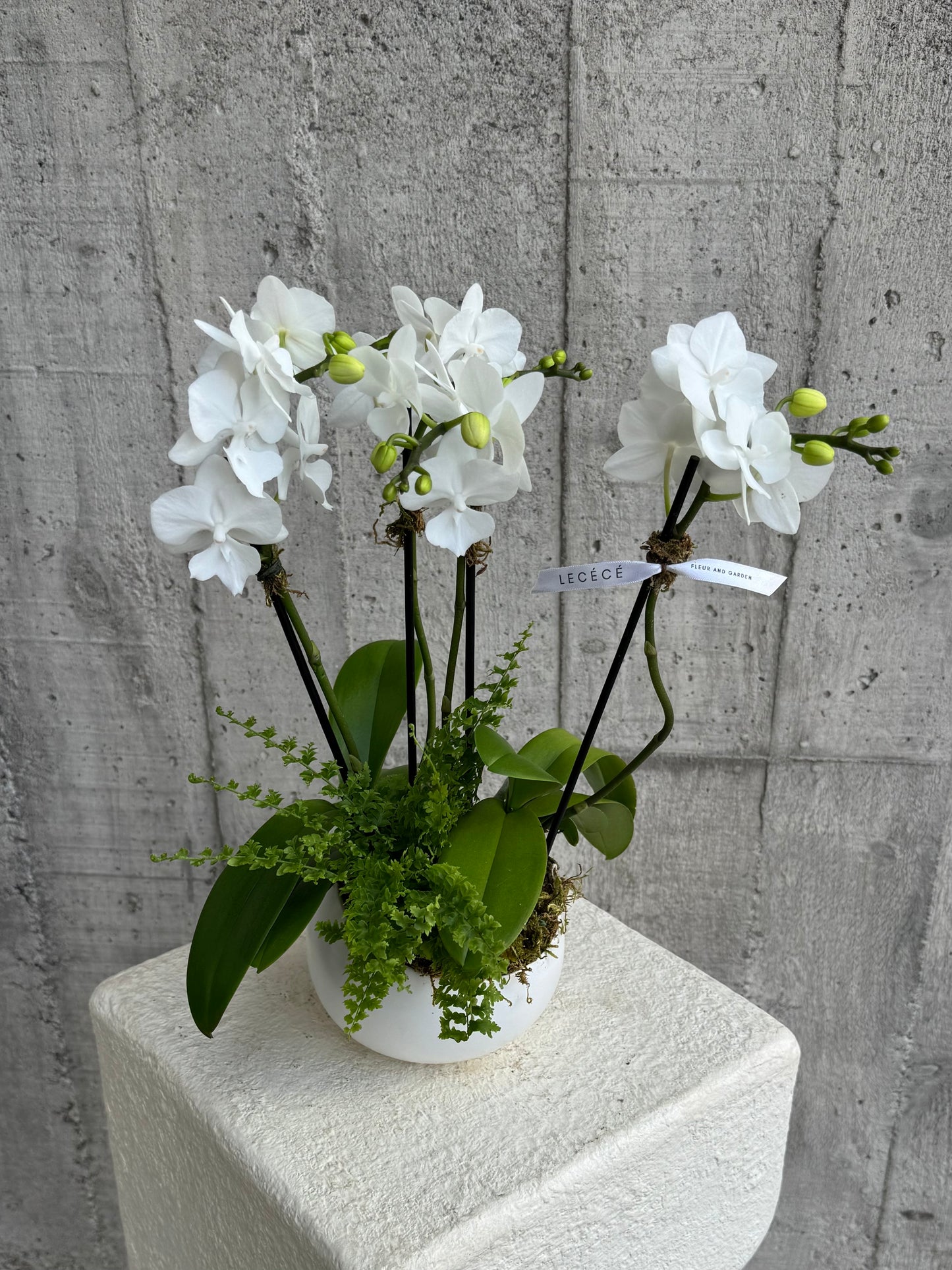Echo White
