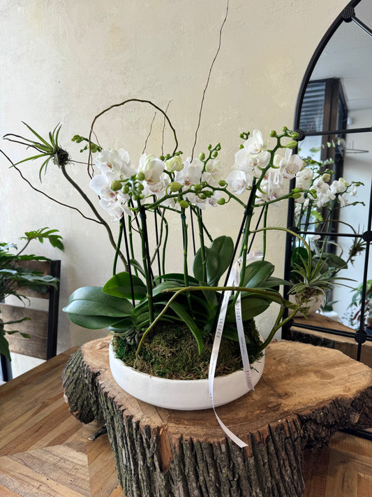 White Bliss Mini Orchids