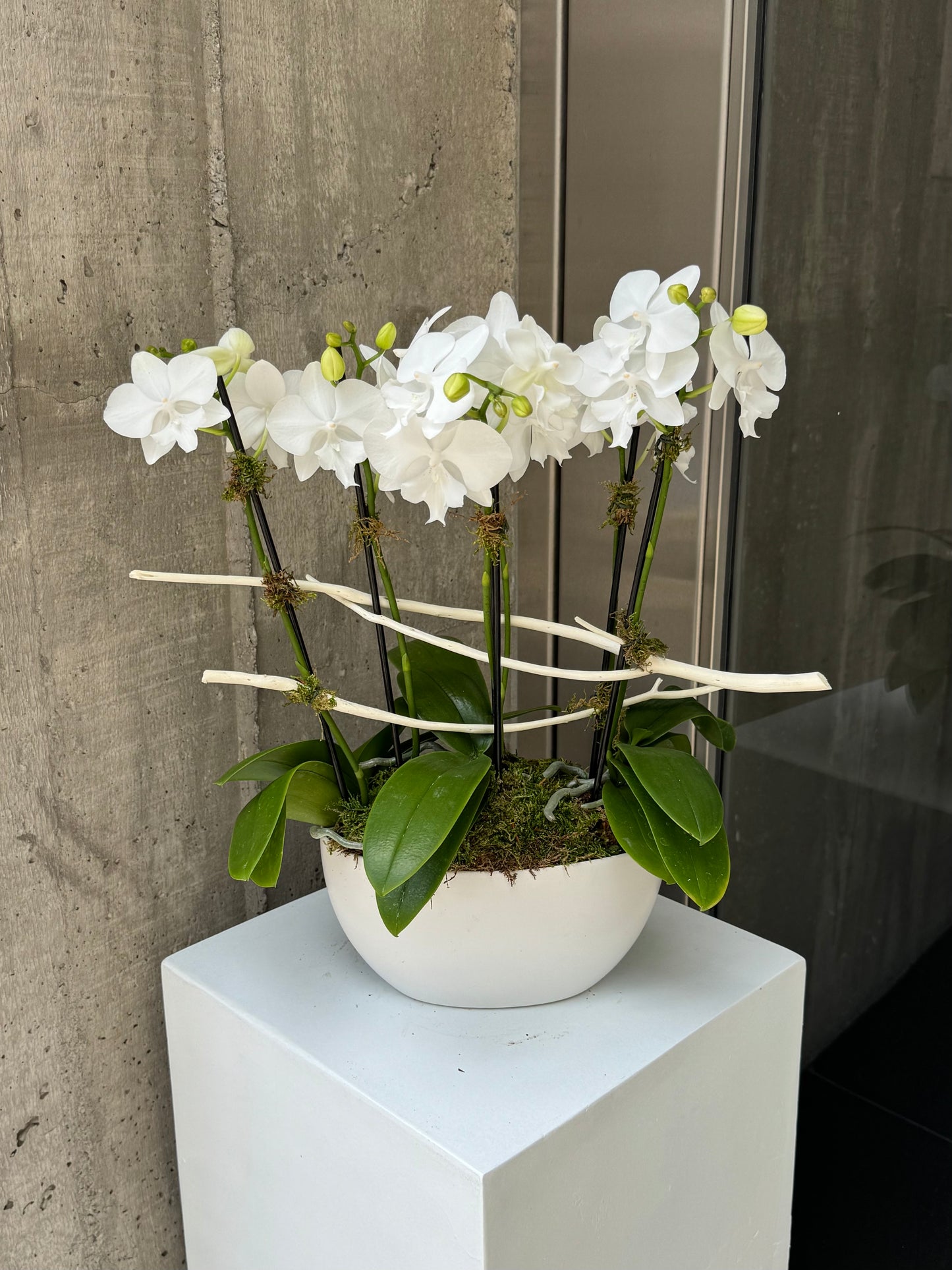 Serene Branch