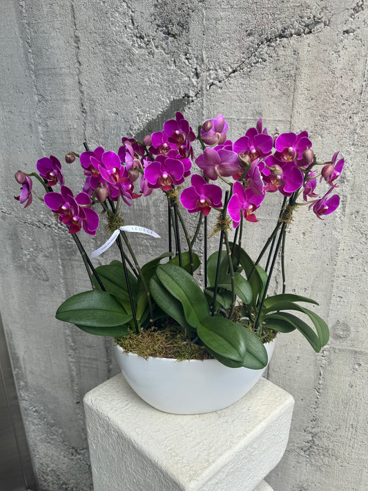 Velvet Flame