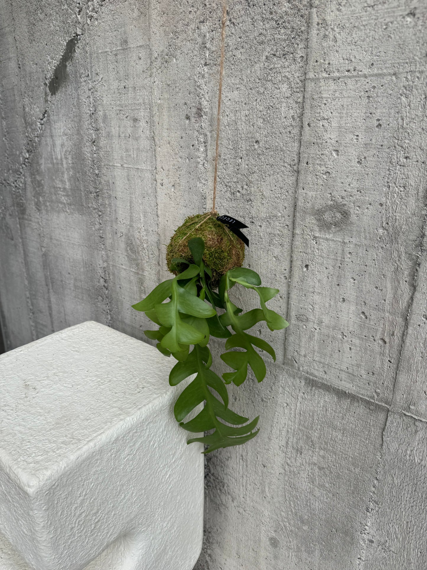 Shark Pin Hanging Moss Ball