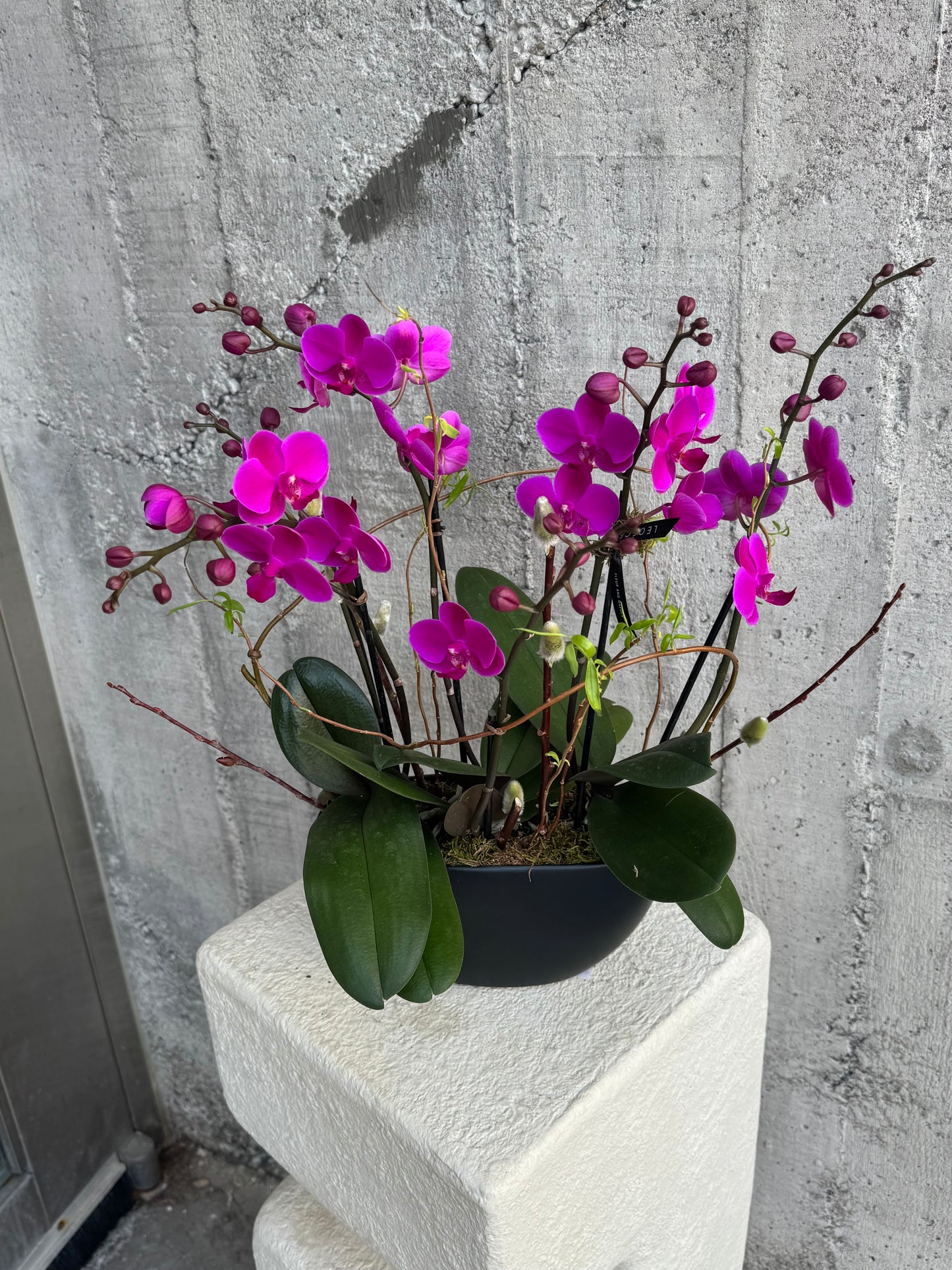 Royal Violet