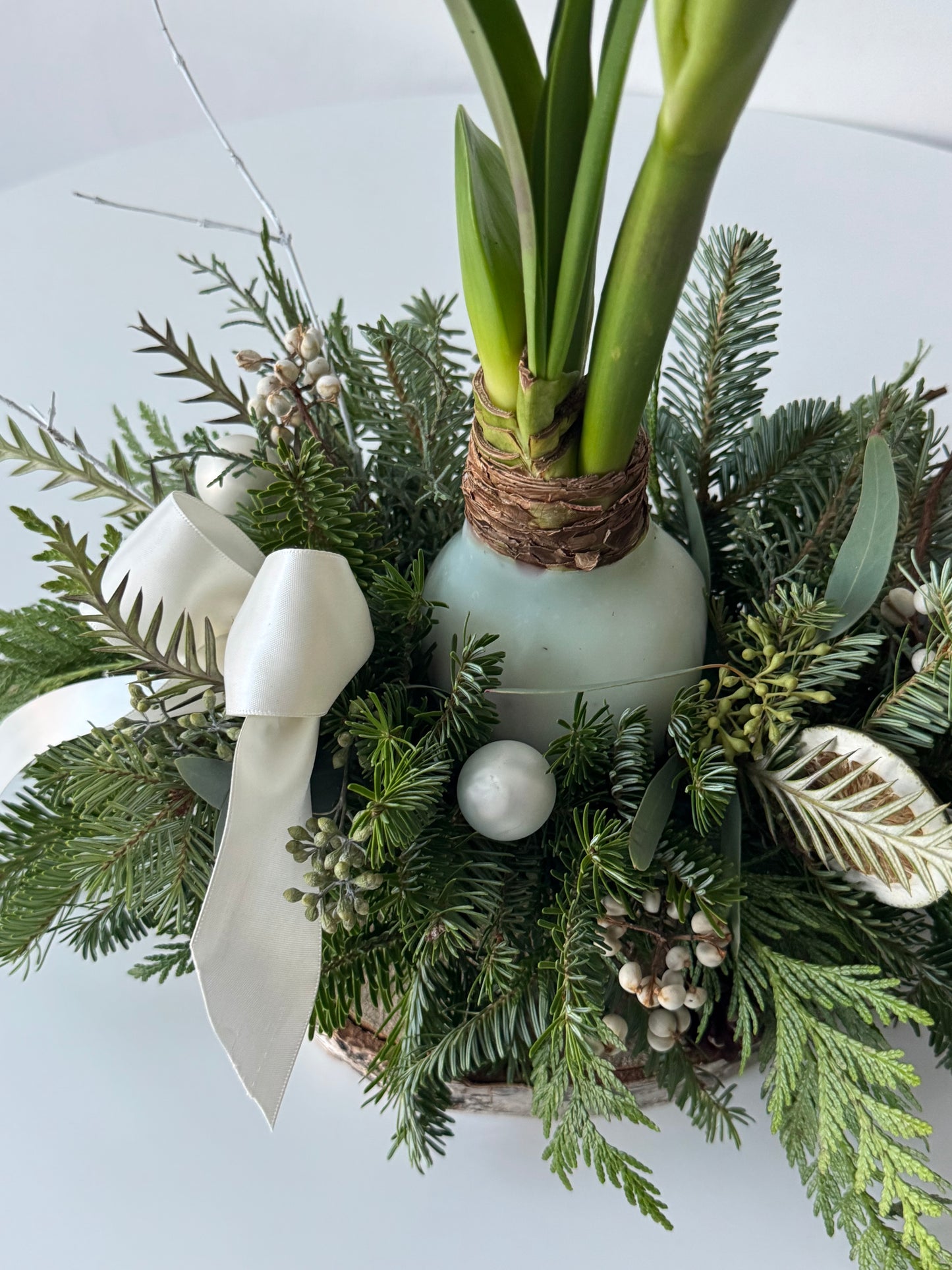 Waxed Amaryllis Garden