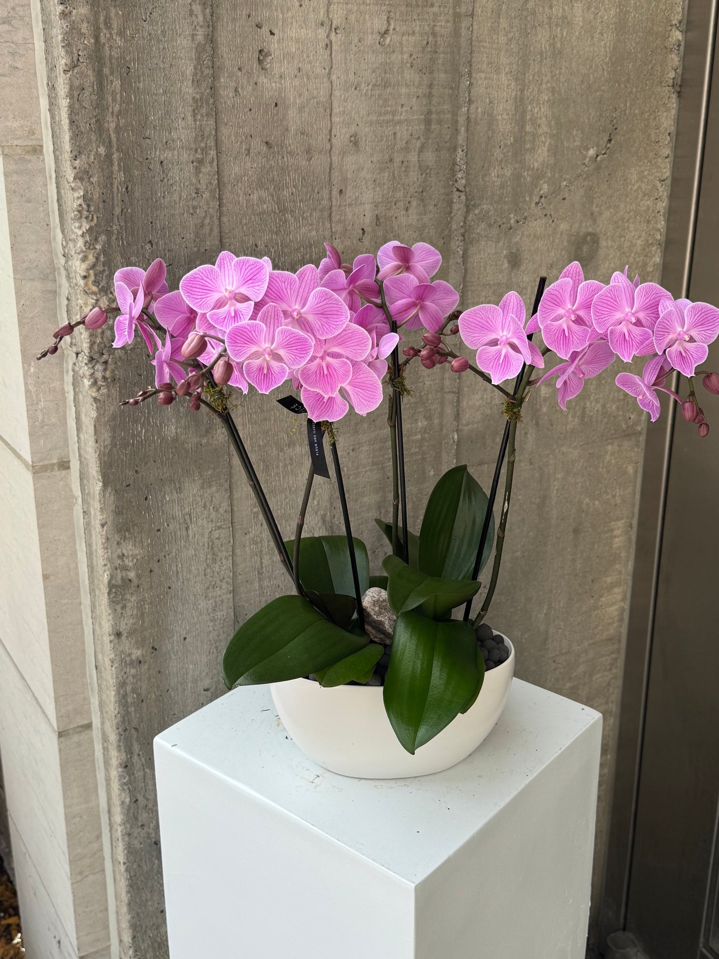 Lavande Orchid