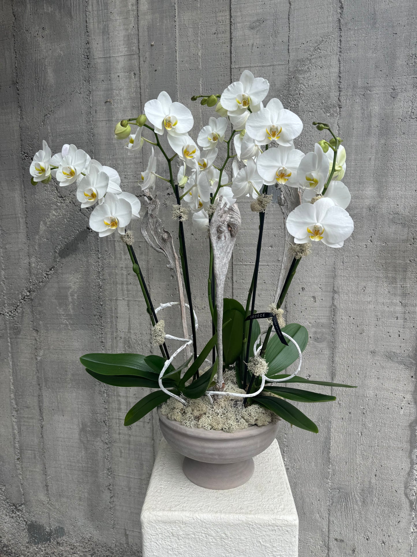 Orchid Prism