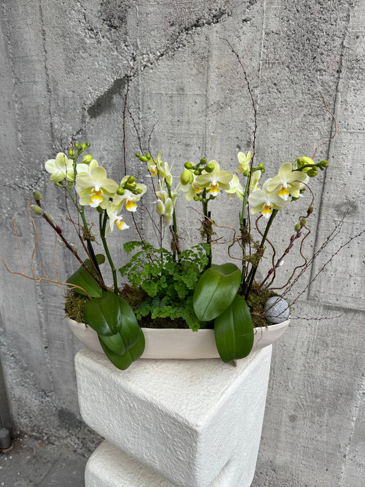 Lime Mini Orchids