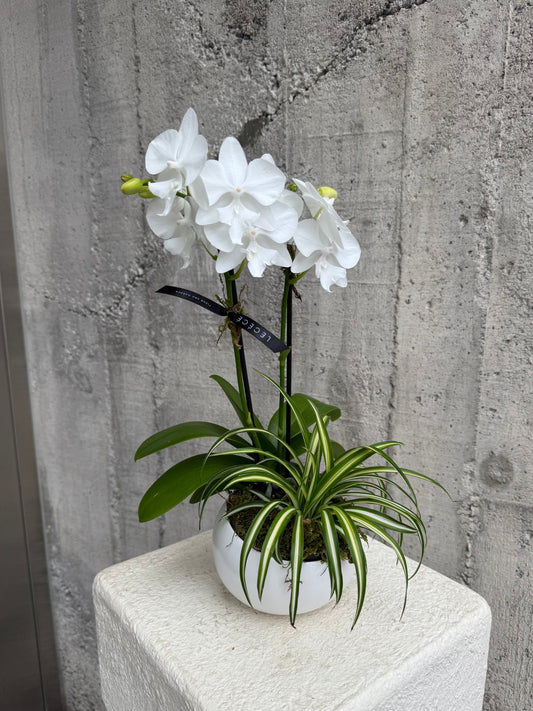 White Eco