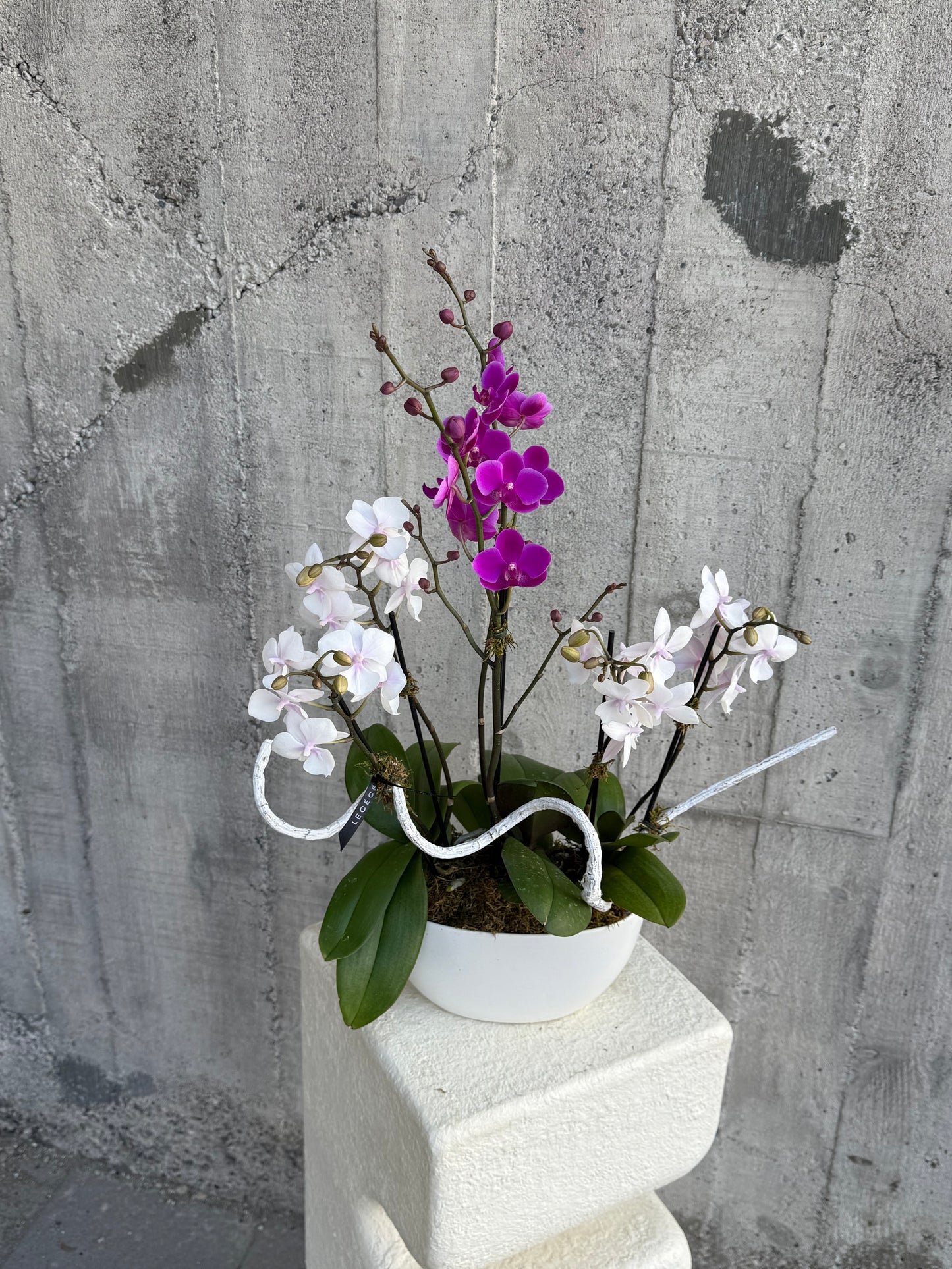 Mono + Magenta